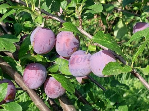 dom-rabochiy-poselok-pilna-pilninskiy-rayon фото