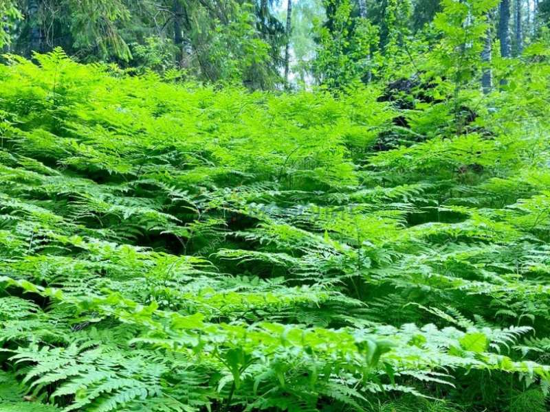 земельный участок 20 соток - деревня Фалино-Пестово