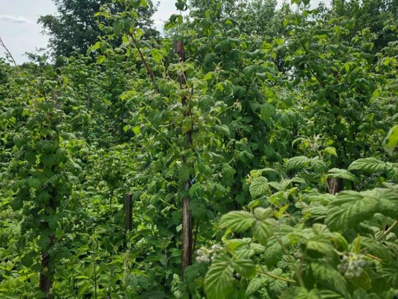 дом на Центральной улице село Доскино
