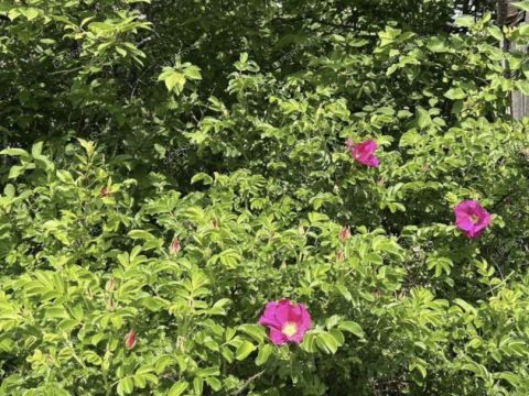 derevnya-yagodnoe-bogorodskiy-municipalnyy-okrug фото