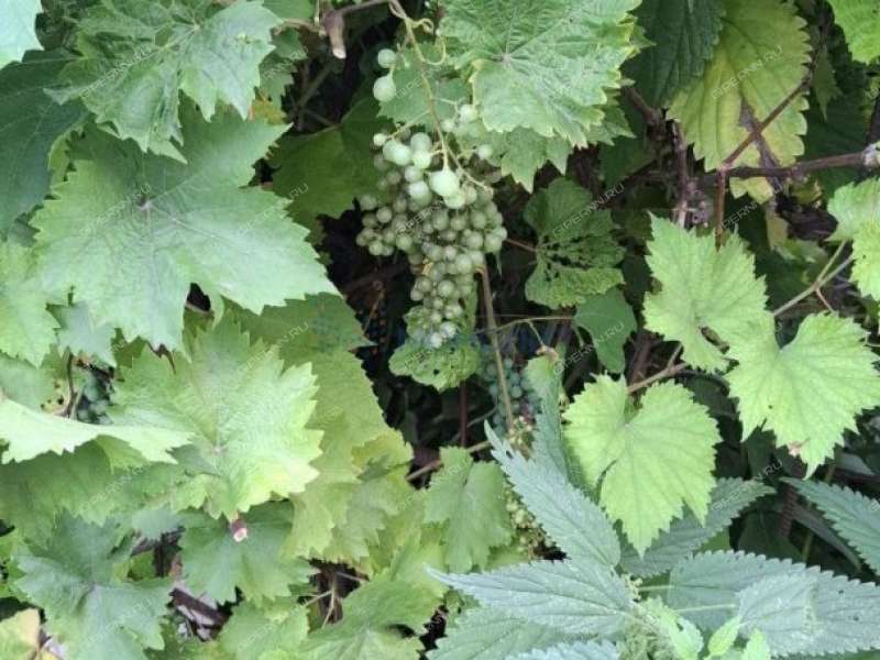 дом на Центральной улице деревня Хабарское