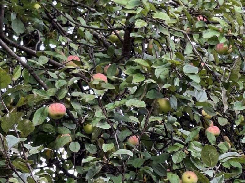 дом на СНТ Золотое Руно деревня Оголихино