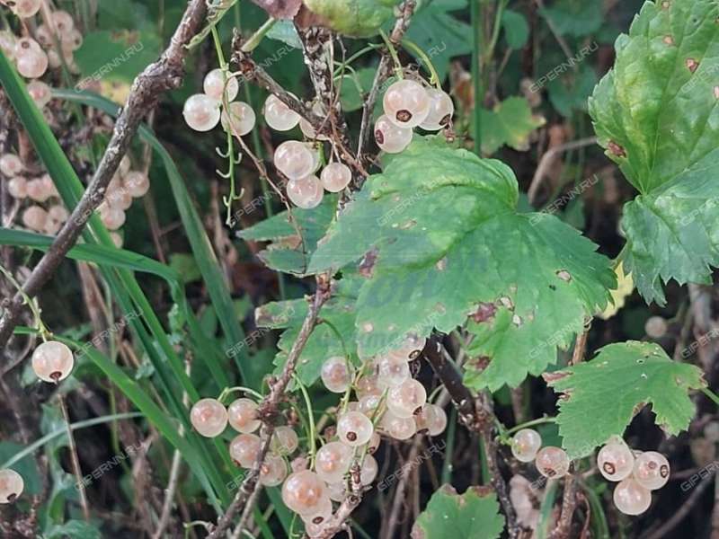дом на улице Ленина рабочий посёлок Пильна