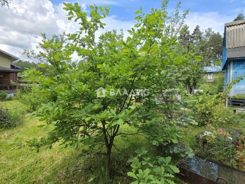 dacha-snt-rassvet-gorodskoy-okrug-bor фото