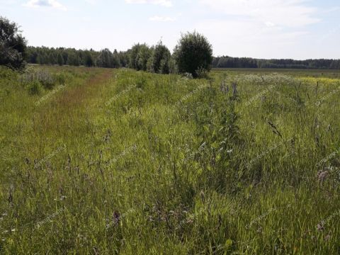 derevnya-zabolotnoe-sokolskiy-gorodskoy-okrug фото