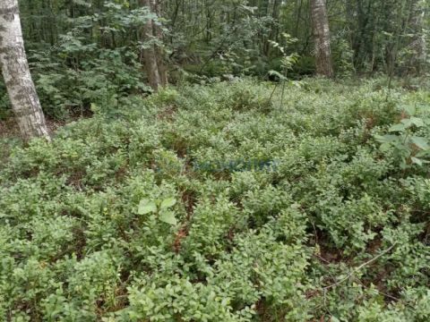 dom-poselok-zheleznodorozhnyy-sitnikovskiy-selsovet-gorodskoy-okrug-bor фото