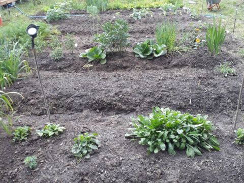 dom-snt-kalinka-gorodskoy-okrug-bor фото