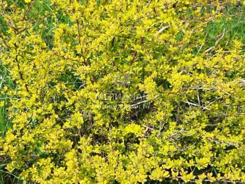 dacha-snt-sokol-sad-n1-snt-sokol-sad-1 фото