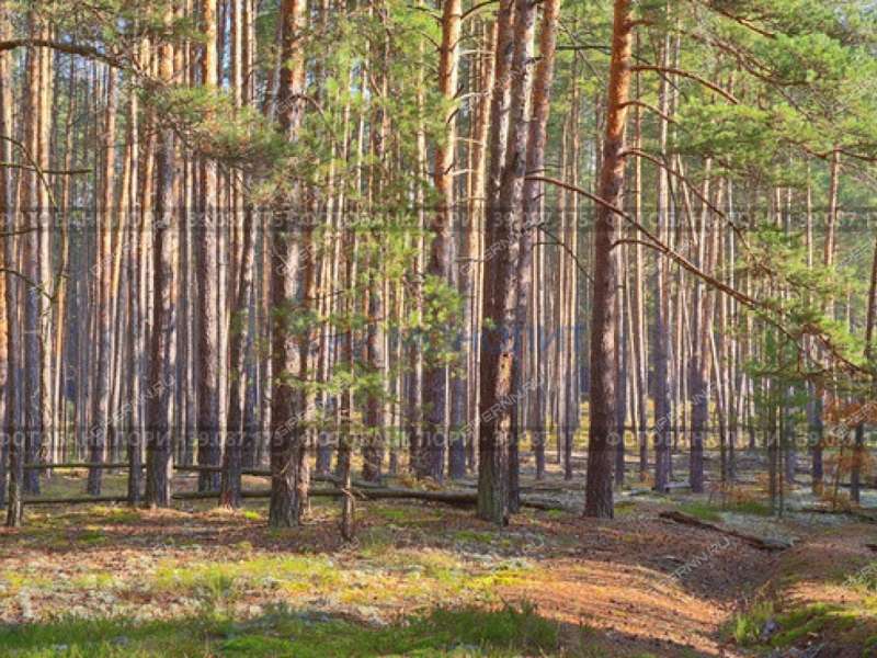 земельный участок 11,5 сотки деревня Ройка