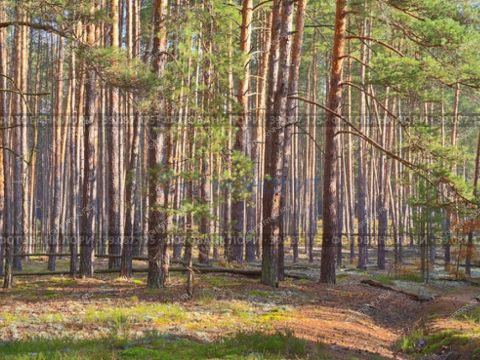 derevnya-royka-kstovskiy-rayon фото