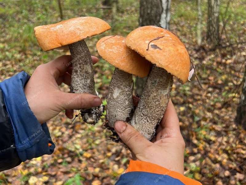 дом на Шушенской улице