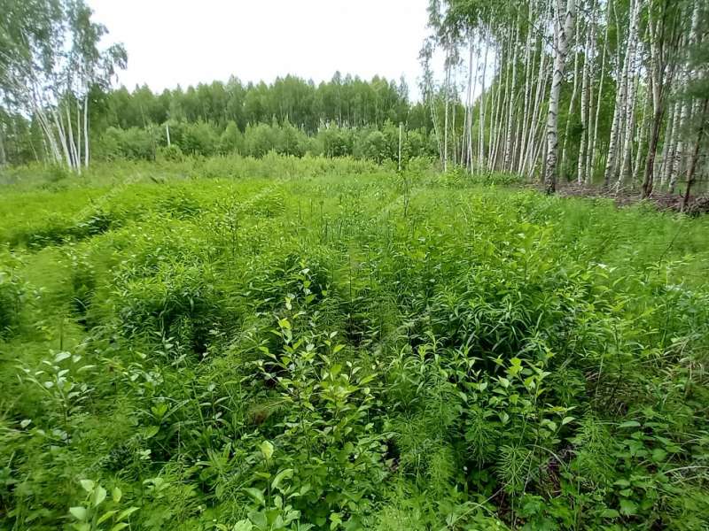 земельный участок 15 соток СНТ Ясная поляна